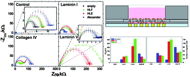 Graphical abstract: Automatic transwell assay by an EIS cell chip to monitor cell migration