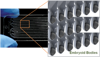 Graphical abstract: Meniscus induced self organization of multiple deep concave wells in a microchannel for embryoid bodies generation