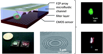 Graphical abstract: Fluorescence microscopy imaging with a Fresnel zone plate array based optofluidic microscope