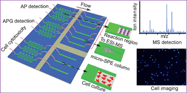 Graphical abstract: Imitation of drug metabolism in human liver and cytotoxicity assay using a microfluidic device coupled to mass spectrometric detection