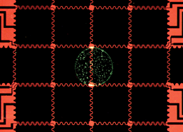Graphical abstract: A digital microfluidic platform for primary cell culture and analysis