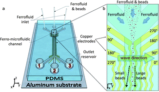 Graphical abstract: Ferrofluid mediated nanocytometry