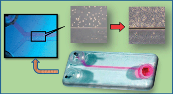 Graphical abstract: Enhancement of static incubation time in microfluidic cell culture platforms exploiting extended air–liquid interface