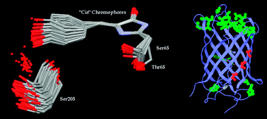 Graphical abstract: Function and structure of GFP-like proteins in the protein data bank