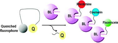 Graphical abstract: Sequential ordering among multicolor fluorophores for protein labeling facility via aggregation-elimination based β-lactam probes
