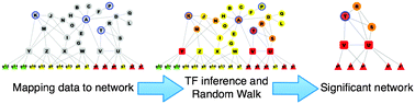 Graphical abstract: Relating protein adduction to gene expression changes: a systems approach