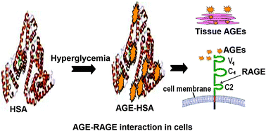 Graphical abstract: Interaction of glycated human serum albumin with endothelial cells in a hemodynamic environment: structural and functional correlates