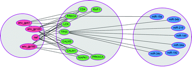 Graphical abstract: Identifying the immunodeficiency gateway proteins in humans and their involvement in microRNA regulation