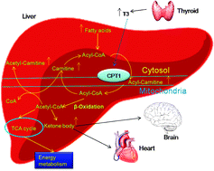 Graphical abstract: Serum metabolic profiling and features of papillary thyroid carcinoma and nodular goiter