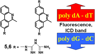 Graphical abstract: The phenanthridine biguanides efficiently differentiate between dGdC, dAdT and rArU sequences by two independent, sensitive spectroscopic methods