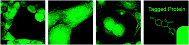 Graphical abstract: Chemical strategies for tagging and imaging the proteome