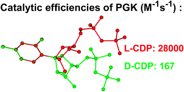 Graphical abstract: Nucleotide promiscuity of 3-phosphoglycerate kinase is in focus: implications for the design of better anti-HIV analogues