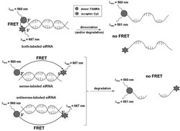 Graphical abstract: FRET-based probing to gain direct information on siRNA sustainability in live cells: Asymmetric degradation of siRNA strands