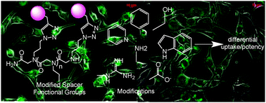 Graphical abstract: Influencing uptake and localization of aminoglycoside-functionalized peptoids