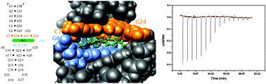 Graphical abstract: Entropy and Mg2+ control ligand affinity and specificity in the malachite green binding RNA aptamer