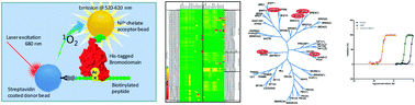 Graphical abstract: Bromodomain-peptide displacement assays for interactome mapping and inhibitor discovery