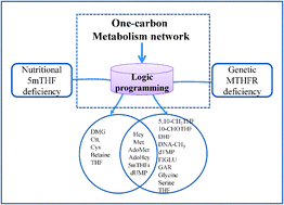 Graphical abstract: Using logic programming for modeling the one-carbon metabolism network to study the impact of folate deficiency on methylation processes