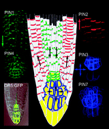 Graphical abstract: Feedback models for polarized auxin transport: an emerging trend