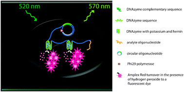 Graphical abstract: A DNAzyme based label-free detection system for miniaturized assays