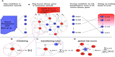 Graphical abstract: Global risk transformative prioritization for prostate cancer candidate genes in molecular networks