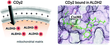 Graphical abstract: Site-selective labeling at Cys302 of aldehyde dehydrogenase unveils a selective mitochondrial stain