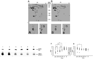 Graphical abstract: Complement component C4A and apolipoprotein A-I in plasmas as biomarkers of the severe, early-onset preeclampsia