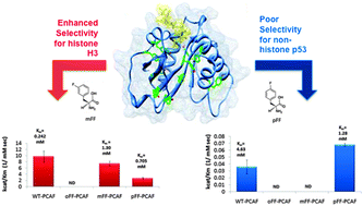 Graphical abstract: Modulating substrate specificity of histone acetyltransferase with unnatural amino acids