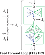 Graphical abstract: Optimality and thermodynamics determine the evolution of transcriptional regulatory networks