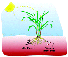 Graphical abstract: Strigolactones as small molecule communicators