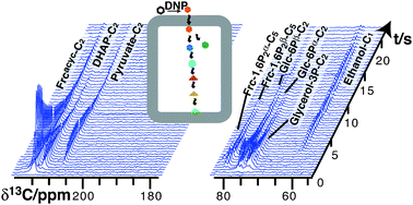 Graphical abstract: Metabolic pathway visualization in living yeast by DNP-NMR