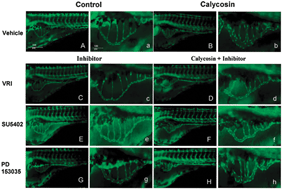 Graphical abstract: Transcriptional profiling of angiogenesis activities of calycosin in zebrafish