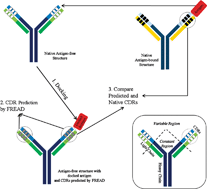 Graphical abstract: Predicting antibody complementarity determining region structures without classification