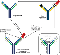 Predicting antibody  complementarity determining  region  