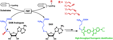 Graphical abstract: Formulating a fluorogenic assay to evaluate S-adenosyl-L-methionine analogues as protein methyltransferase cofactors