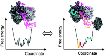 Graphical abstract: Fuzziness: linking regulation to protein dynamics