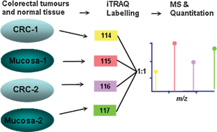 Graphical abstract: Proteomic comparison of colorectal tumours and non-neoplastic mucosa from paired patient samples using iTRAQ mass spectrometry