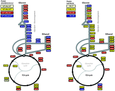 Graphical abstract: The diversity of protein turnover and abundance under nitrogen-limited steady-state conditions in Saccharomyces cerevisiae