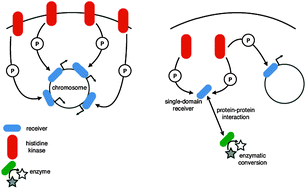 Graphical abstract: Comparative genomics suggests differential deployment of linear and branched signaling across bacteria