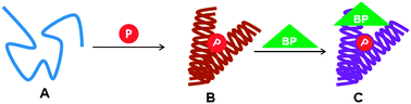 Graphical abstract: Role of an intrinsically disordered conformation in AMPK-mediated phosphorylation of ULK1 and regulation of autophagy