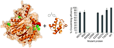 Graphical abstract: A photocrosslinking assay for reporting protein interactions in polyketide and fatty acid synthases