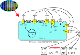 Graphical abstract: In silico studies on the sensitivity of myocardial PCr/ATP to changes in mitochondrial enzyme activity and oxygen concentration