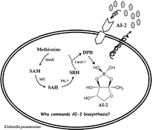 Graphical abstract: A luxS-dependent transcript profile of cell-to-cell communication in Klebsiella pneumoniae