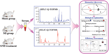 Graphical abstract: Hydrophilic interaction and reversed-phase ultraperformance liquid chromatography TOF-MS for serum metabonomic analysis of myocardial infarction in rats and its applications