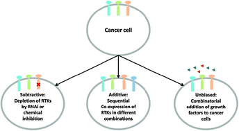 Graphical abstract: Phosphoproteomic studies of receptor tyrosine kinases: future perspectives