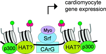 Graphical abstract: Dynamics of Srf, p300 and histone modifications during cardiac maturation in mouse