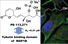 Graphical abstract: The anti-tumor antibiotic PD 113,271 binds to microtubule-associated protein 1B (MAP1B)