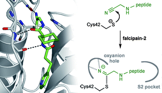 Graphical abstract: Peptidomimetic nitriles as selective inhibitors for the malarial cysteine protease falcipain-2