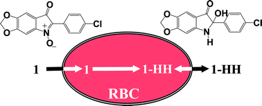 Graphical abstract: Pharmacological properties of indolone-N-oxides controlled by a bioreductive transformation in red blood cells?