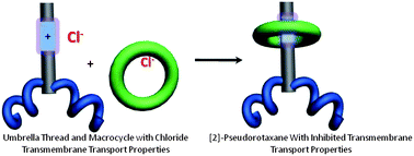 Graphical abstract: A pseudorotaxane umbrella thread with chloride transmembrane transport properties