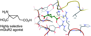 Graphical abstract: A highly selective agonist for the metabotropic glutamate receptor mGluR2